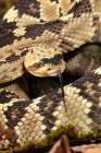 Black-tailed rattlesnake, Native to Southwest Arizona, USA. Art Print